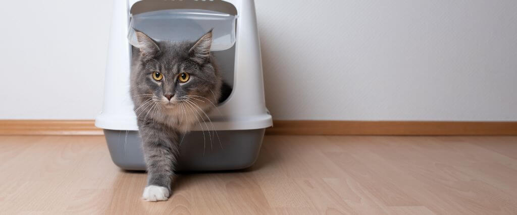 Urinary Blockage in Male Cats: Why This Is an Emergency 