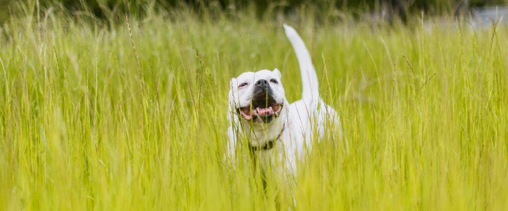 What Does a Tick Bite Look Like on a Dog?