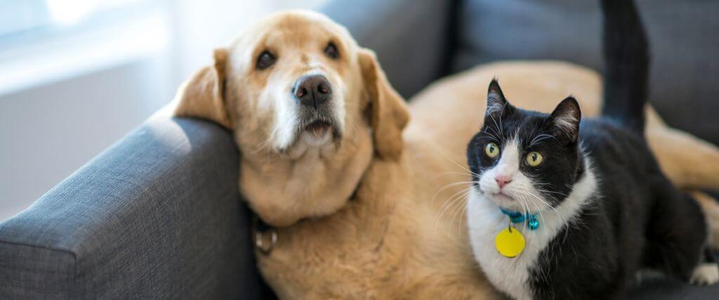 What Information Should I Leave For a Pet Sitter?