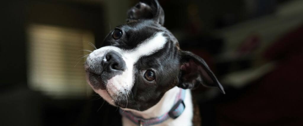 Why Are My Dog’s Liver Enzymes High?