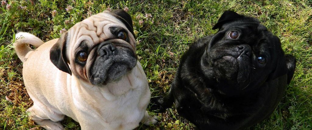 Why Brachycephalic Dogs May Struggle More in Summer Heat