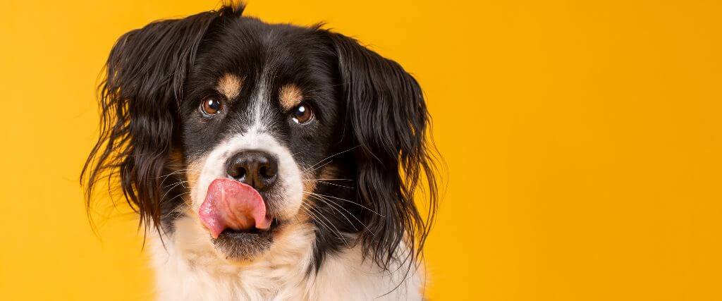 Why Does My Dog Lick So Much? Decoding Dog Licking Behaviors