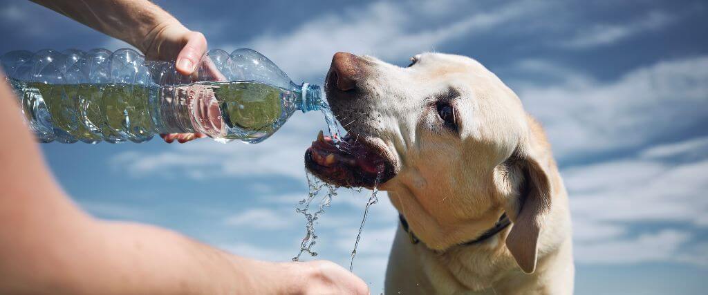 Why Is My Pet Drinking More Water Than Usual?