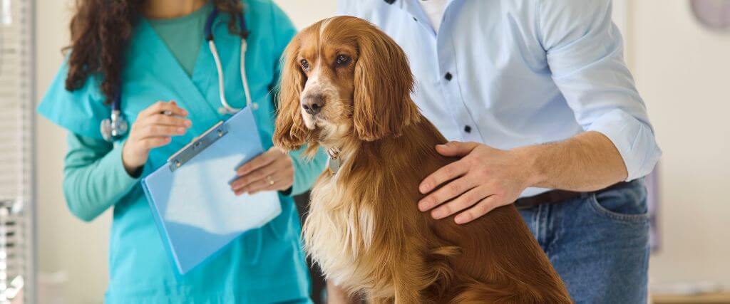 5 Reasons to Schedule Regular Veterinary Checkups